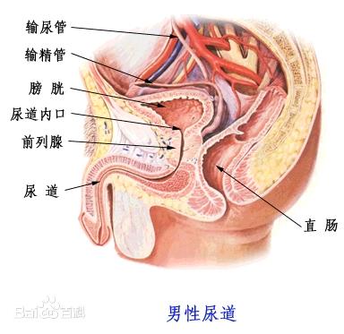 女性尿道口一侧肿起图片