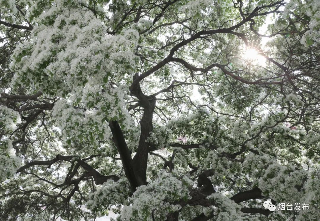 好大一棵树年年四月雪