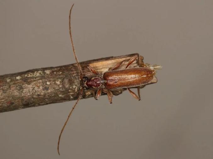 这些天牛里,有没有你的夏日回忆?