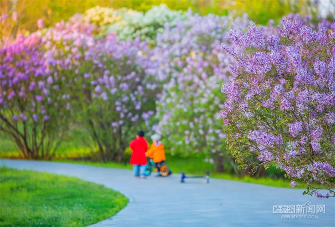 四大"丁香园"发出"赏花邀请函"