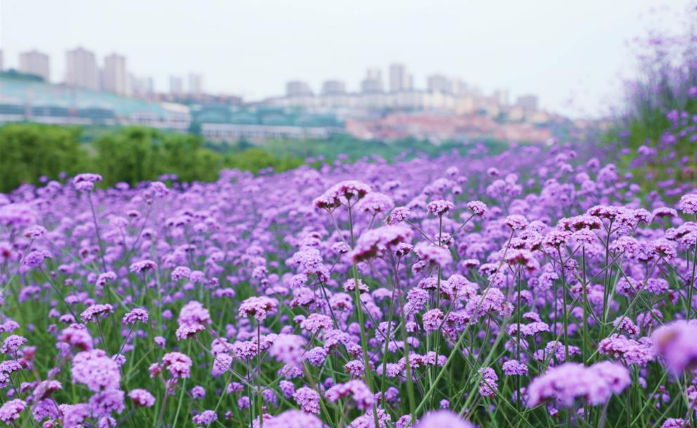 藏不住了渝北网红紫色花海已上线