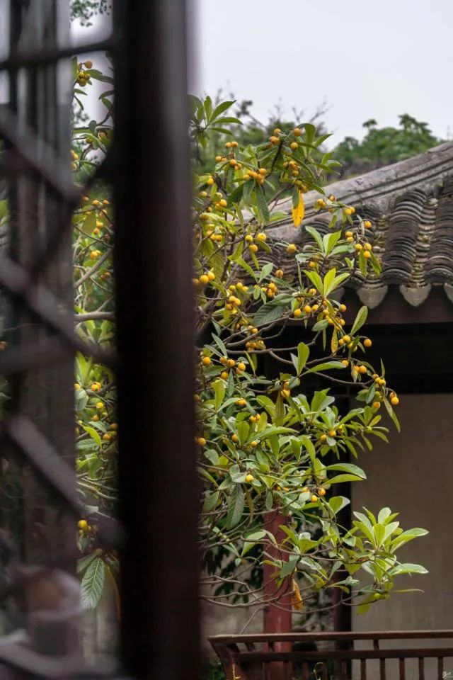 你是否有发现这片枇杷地