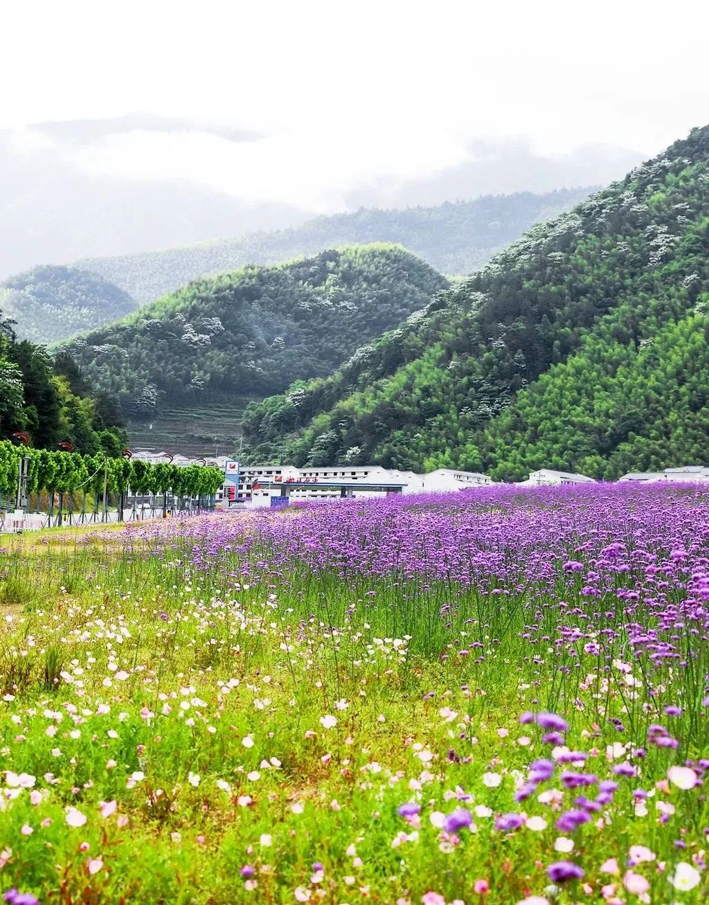 夏游丽水景宁网红紫色花海已上线