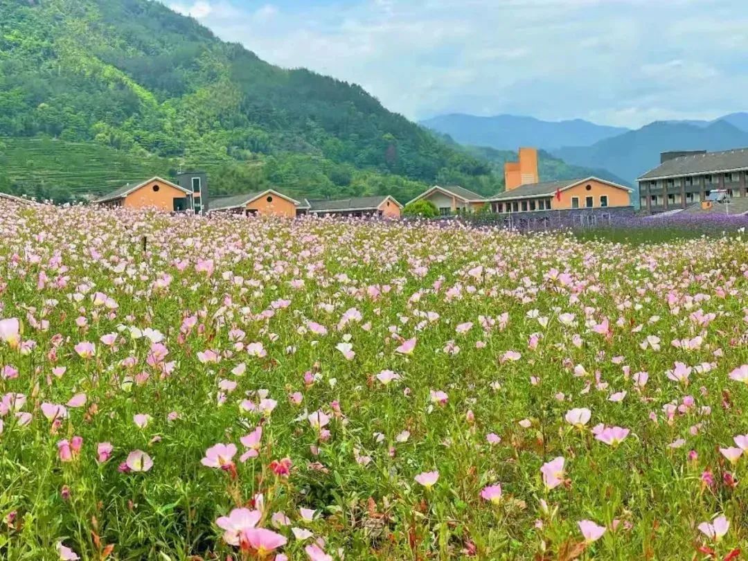 夏游丽水景宁网红紫色花海已上线