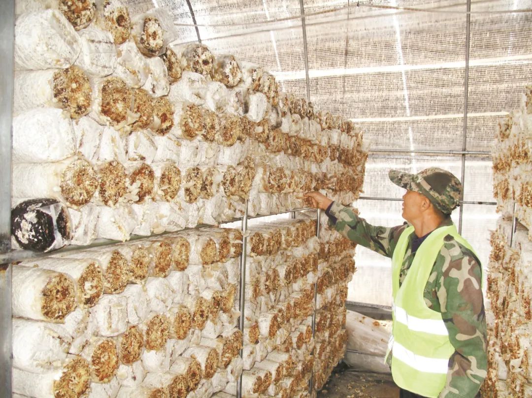 华盛绿能发展秀珍菇种植.(王颖 摄)