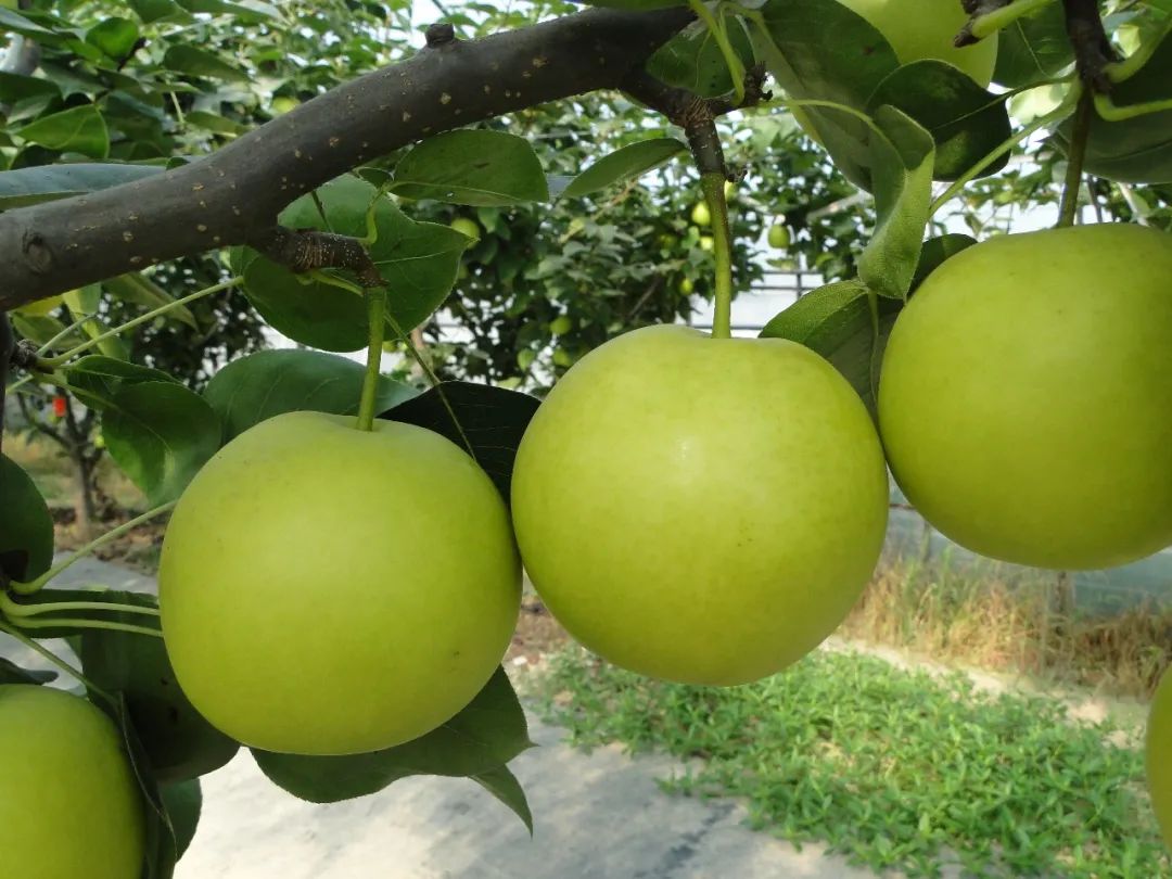 【人物风采】躬耕三十载 "桃梨"满天下_澎湃号·政务_澎湃新闻-the pa