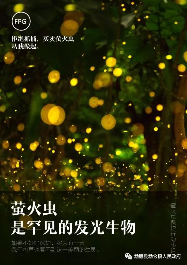 【视频】梦回童年!在这里,星光邂逅"萤火海"