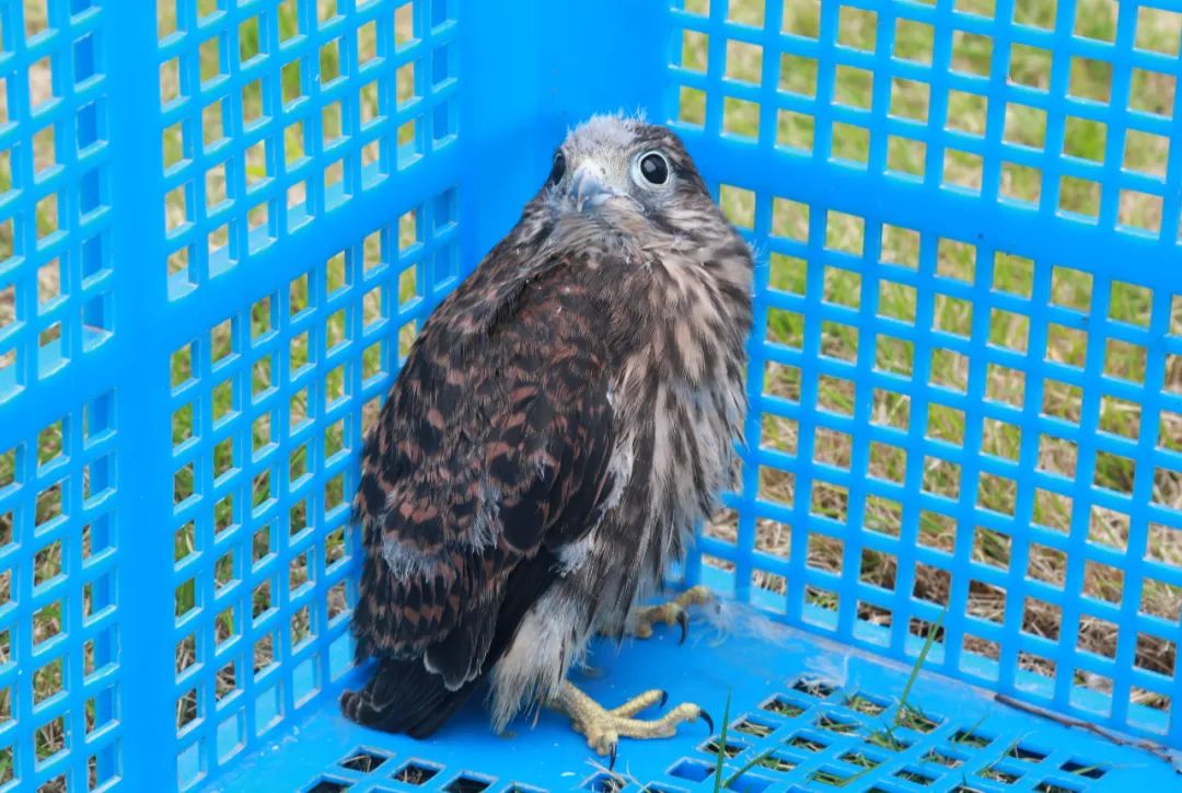 两只幼小红隼"迷路"之后……_政务_澎湃新闻-the paper