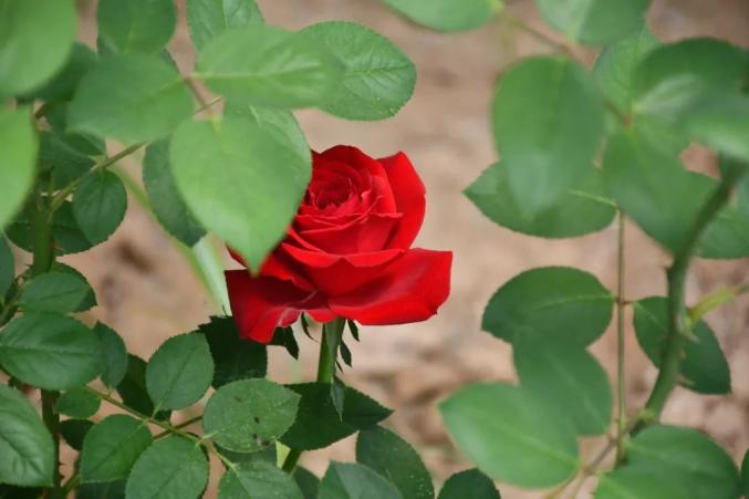 这就是山东菏泽中国玫瑰第一镇万亩花海正怒放