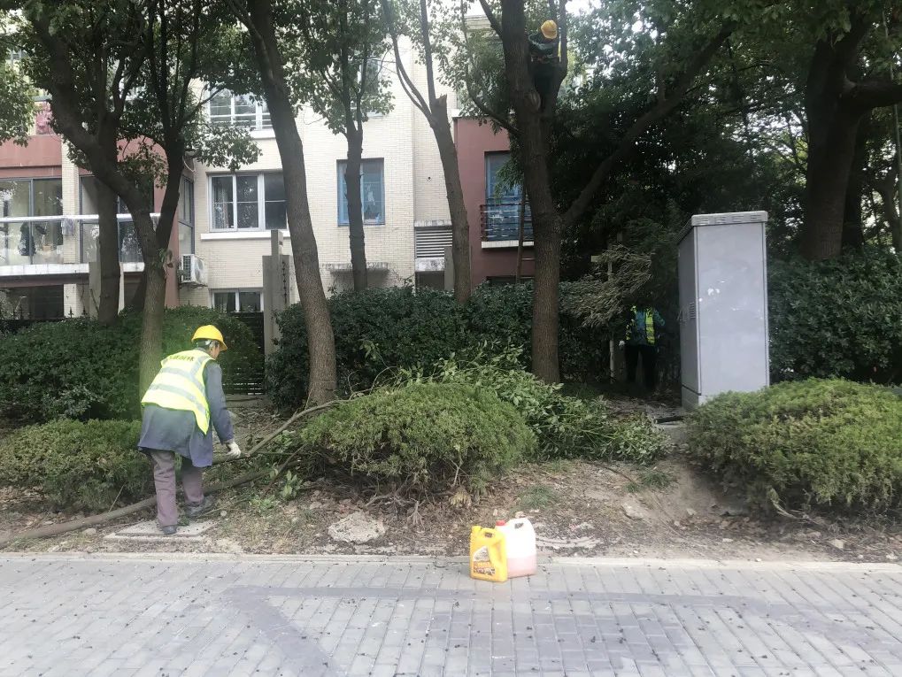 树荫少了居民却更满意了