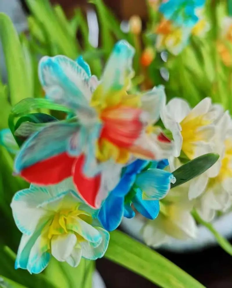 能开出不同的颜色,甚至一朵水仙花上的六个花瓣呈现两种以上不同颜色