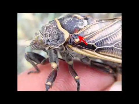 性感"蝉"美女在线聊天,小心诈骗哦