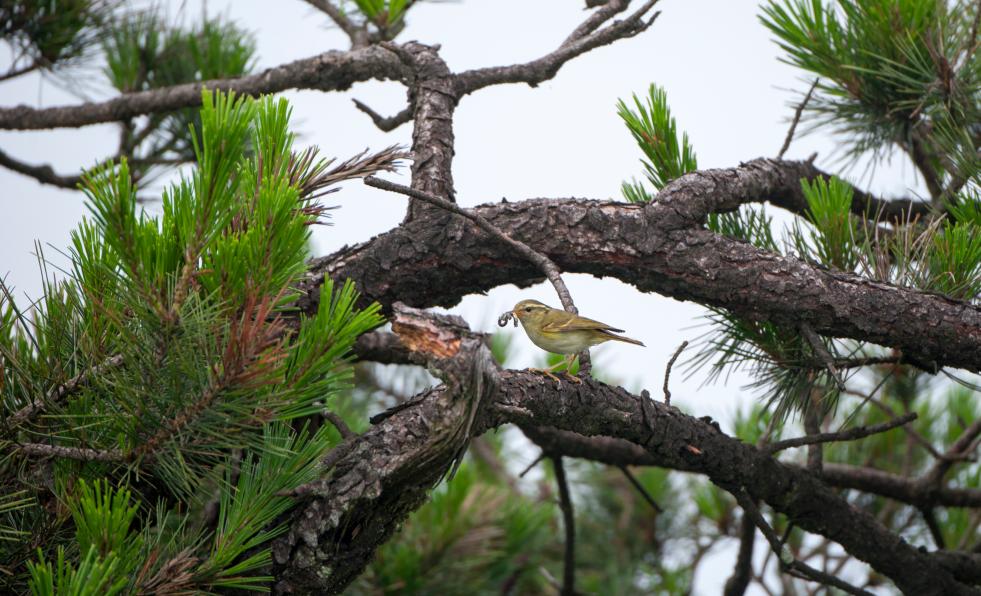 巴金笔下《鸟的天堂》在云和找到了!