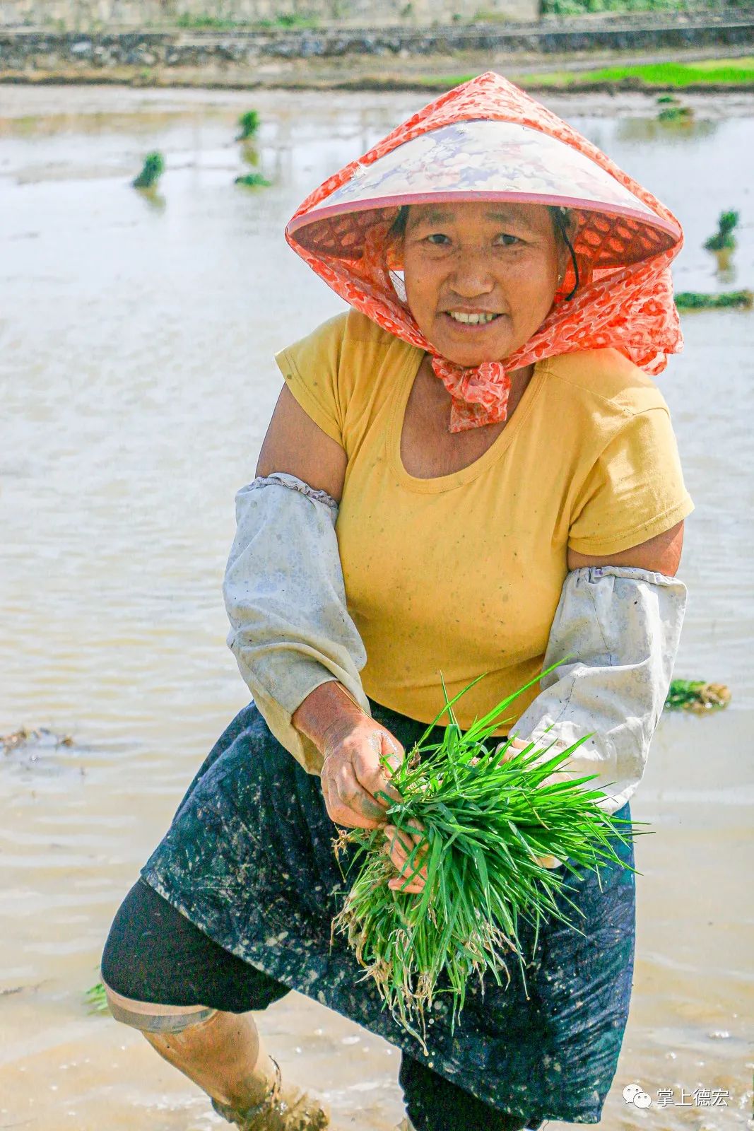 又到一年插秧季德宏人还记得你家的那片水田吗