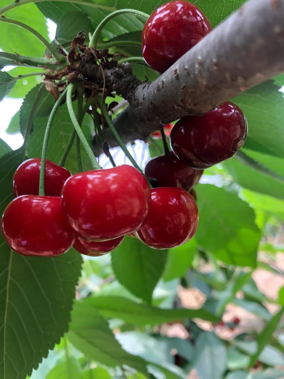 还没吃过大建德本地车厘子又甜又鲜还爆浆现在去摘刚刚好