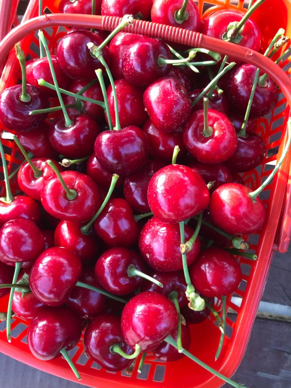 还没吃过大建德本地车厘子又甜又鲜还爆浆现在去摘刚刚好