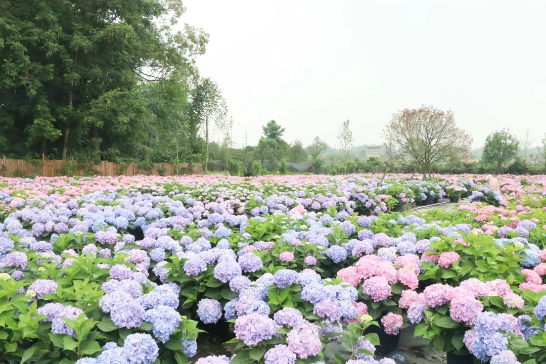 温江绣球花基地图片