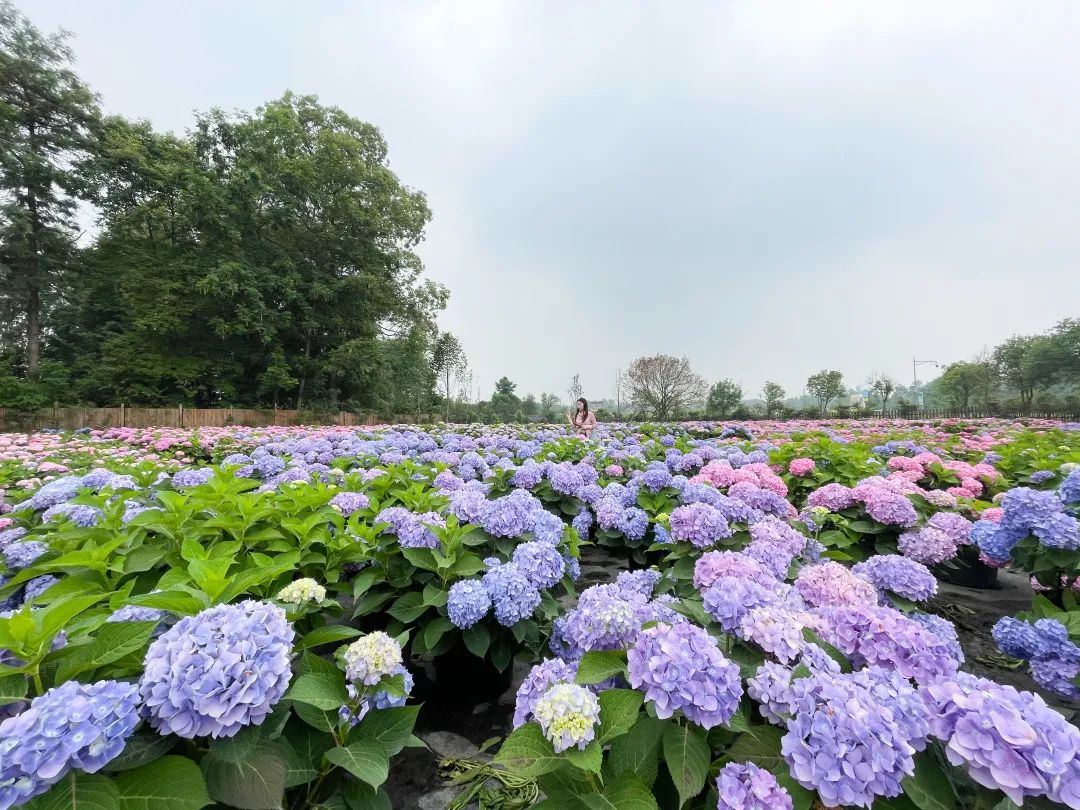 郫都最美绣球花海许你一个最美初夏