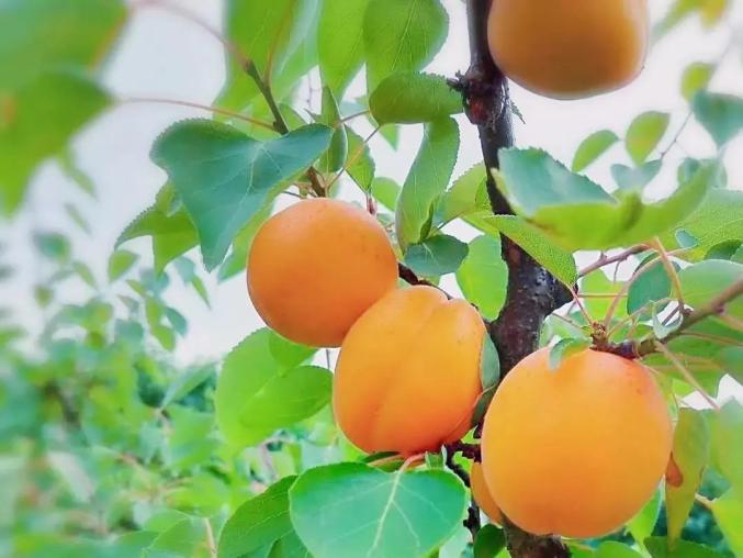 杏儿熟了采摘攻略来了