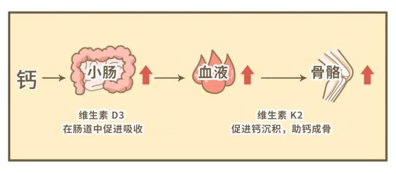 但是光补充钙是不够的,还要促进钙的吸收和沉淀,这就离不开维生素 d