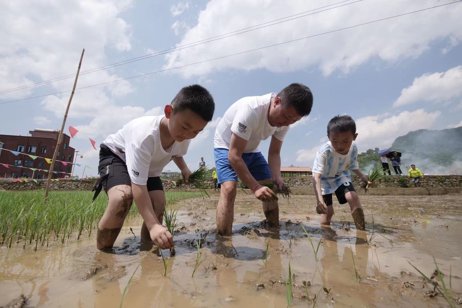 小朋友们在插秧中体验农耕乐趣
