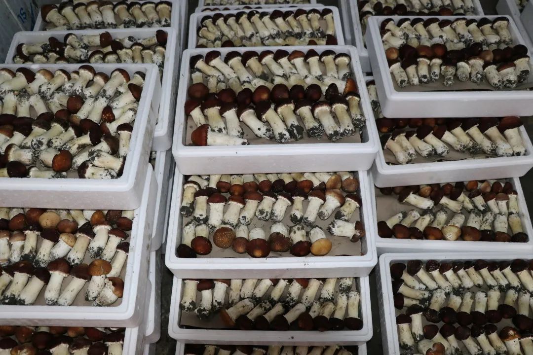 "菌中之王"有机赤松茸,在郫都上线啦!