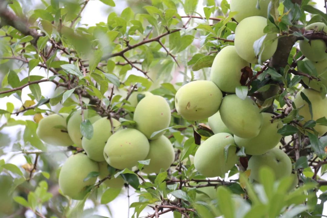 【咱村的小康故事41】酸木瓜品出幸福甜