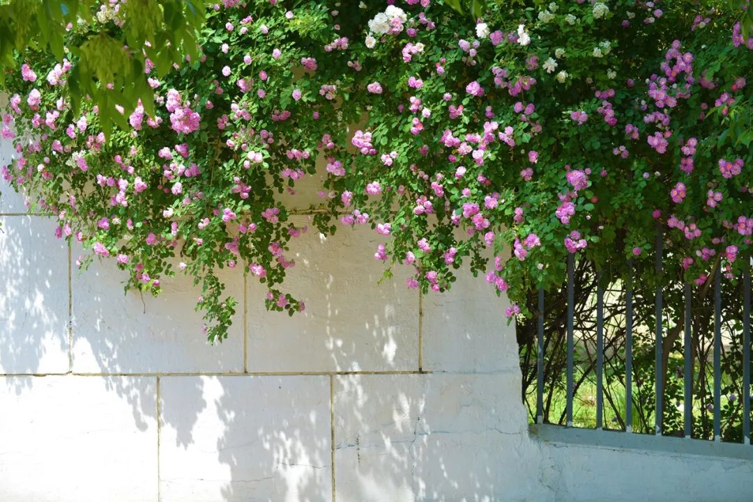 醉美雍阳报告我被武清的蔷薇墙撩了