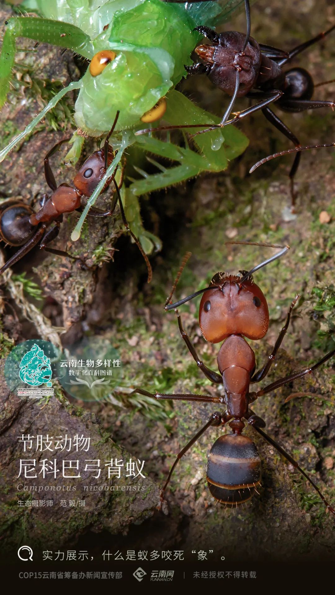 【云南生物多样性数字化百科图谱】节肢动物61尼科巴弓背蚁:我们各
