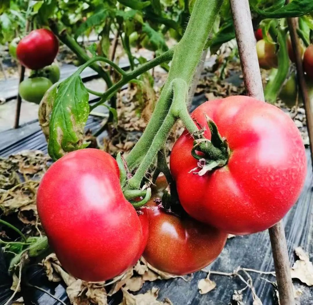 减脂人士福音!金山这里能买到新鲜的番茄和黄瓜!