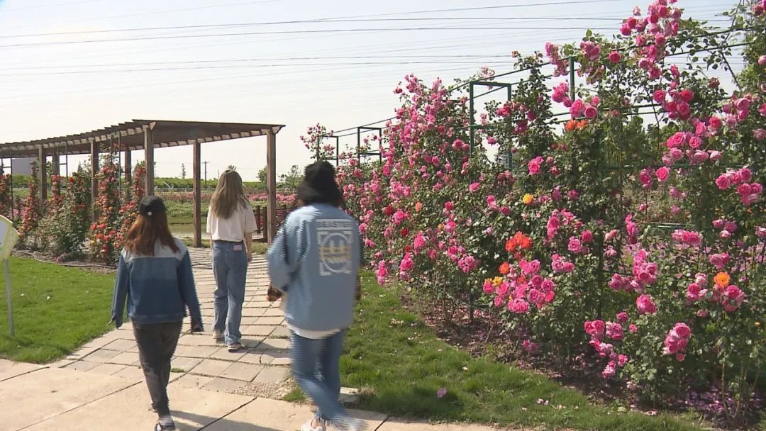 今日闵行放鹤谷玫瑰园营销主管杨信程告诉记者:"5月份正好是玫瑰花的