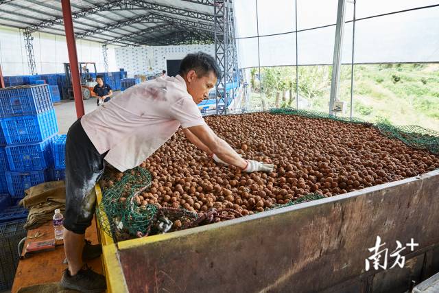 博罗荔枝正在进行烘干加工