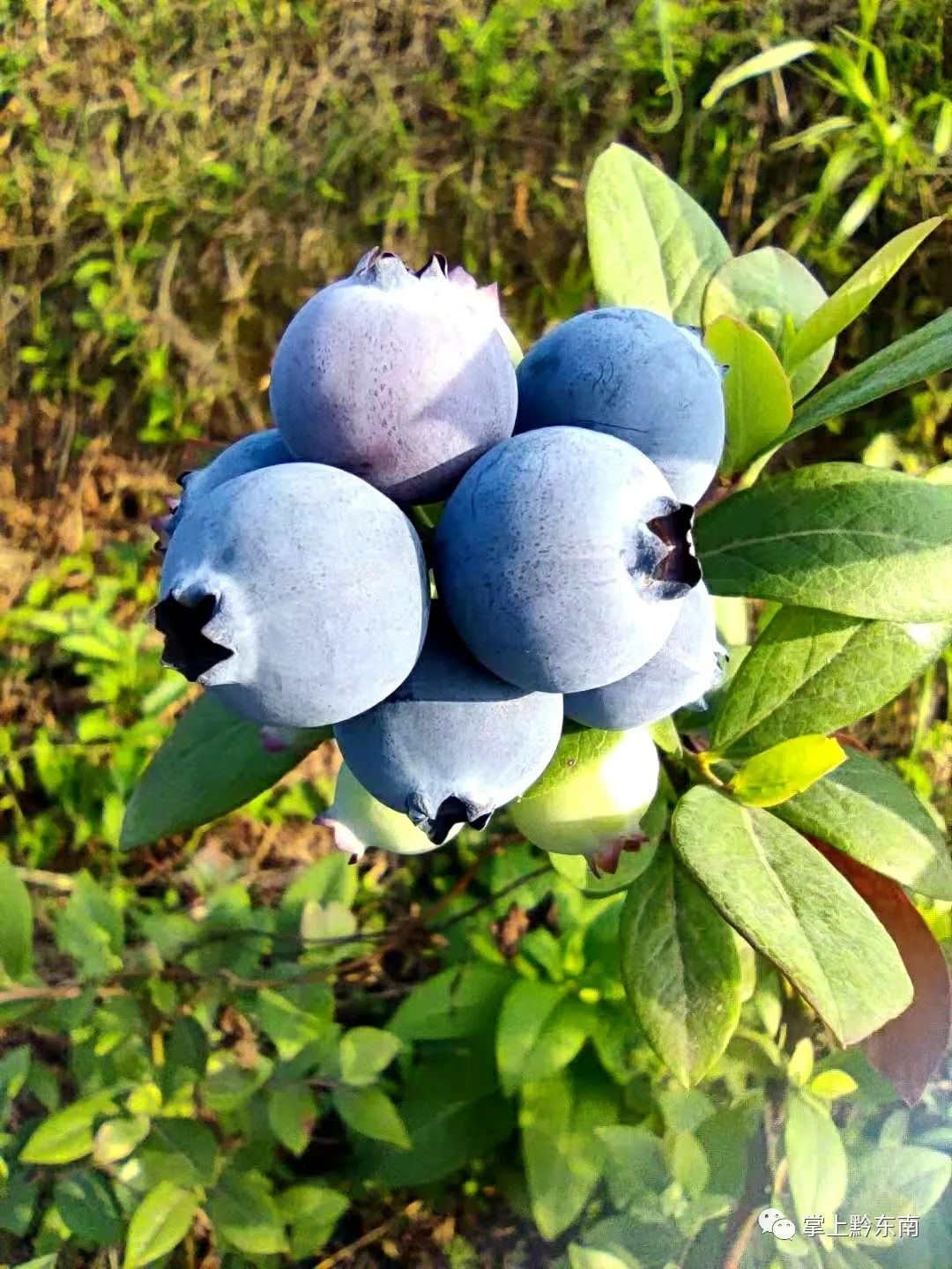 6万亩有机蓝莓成熟上市啦!赶快来尝鲜