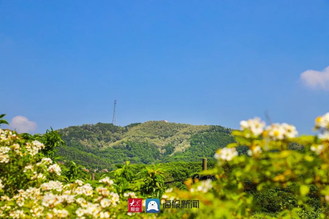 火了日照这条彩虹路万亩槐花海盛开惊艳