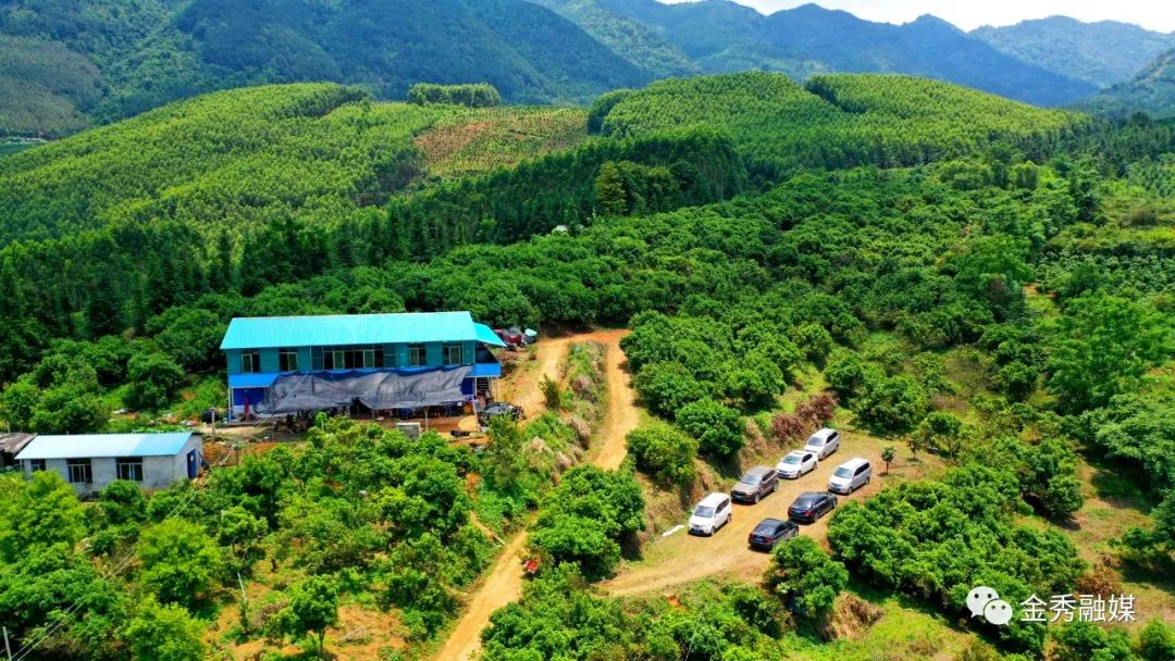 杨梅熟了到金秀大樟乡来一场酸甜之旅吧