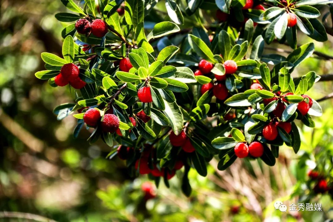 杨梅熟了到金秀大樟乡来一场酸甜之旅吧