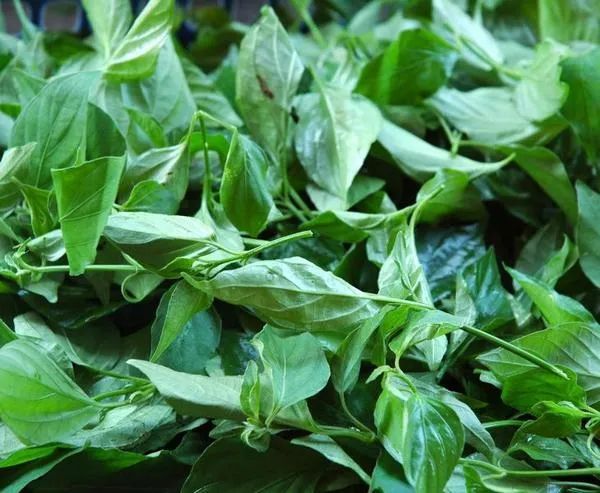 这种神仙叶的功效90的人不知道