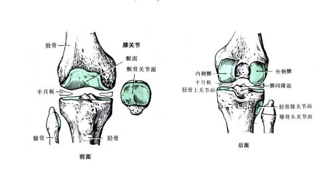 股骨内髁图片