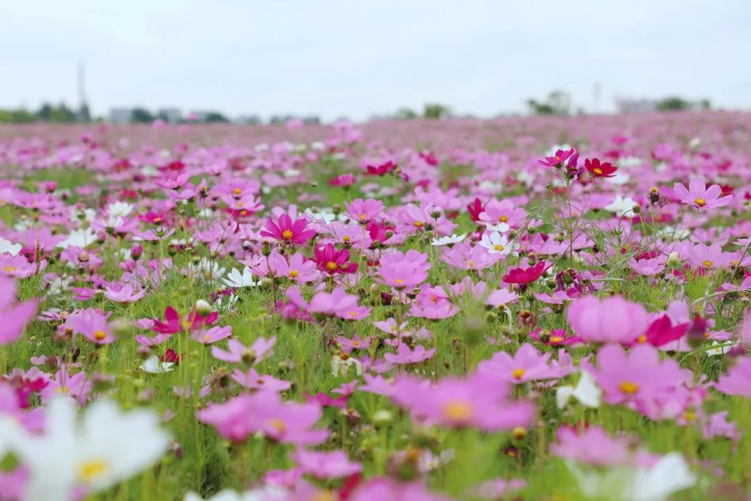 夏日探花奉贤花海惊艳盛开逛花展游公园你感兴趣的这里都有