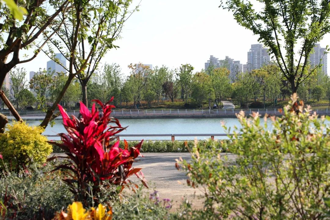 夏日探花奉贤花海惊艳盛开逛花展游公园你感兴趣的这里都有