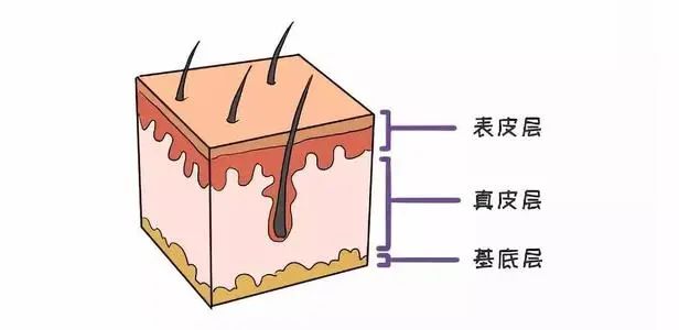 化學剝脫劑還可以激活真皮層內的成纖維細胞,促進該細胞的合成與分泌