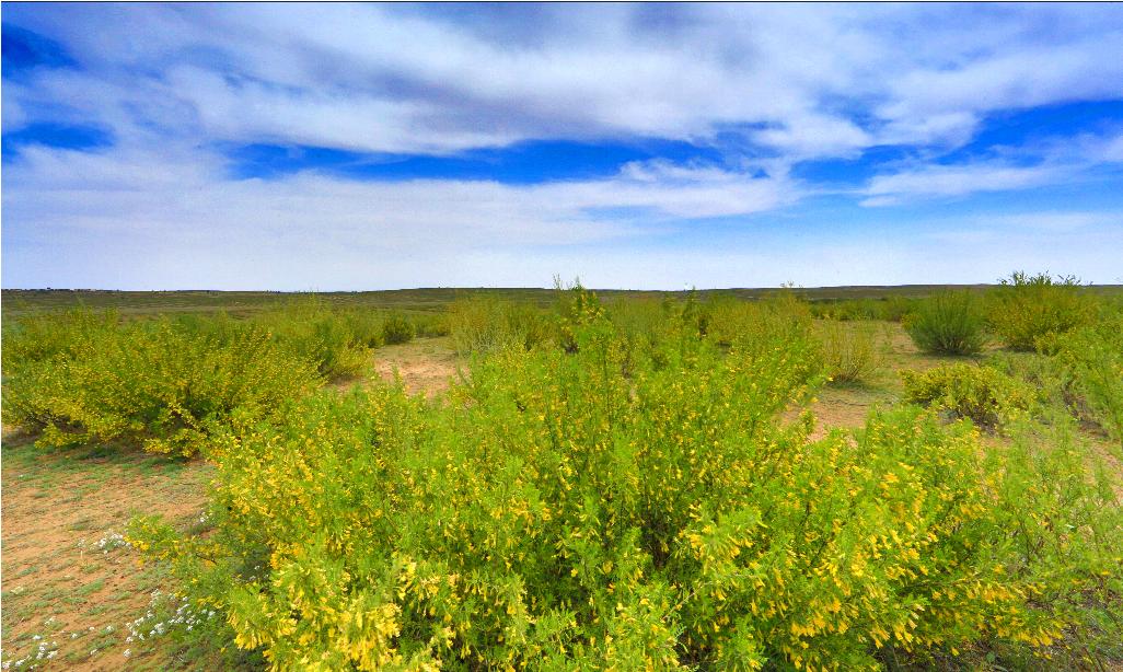 和黄灿灿的藏锦鸡儿不只有清幽幽的马兰花鄂托克前旗草原2021-05-19