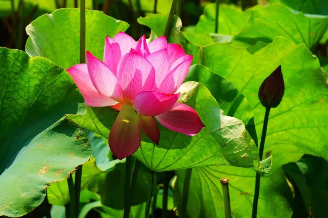 驚豔大慈巖今夏第一波荷花上線滿屏都是夏天的味道