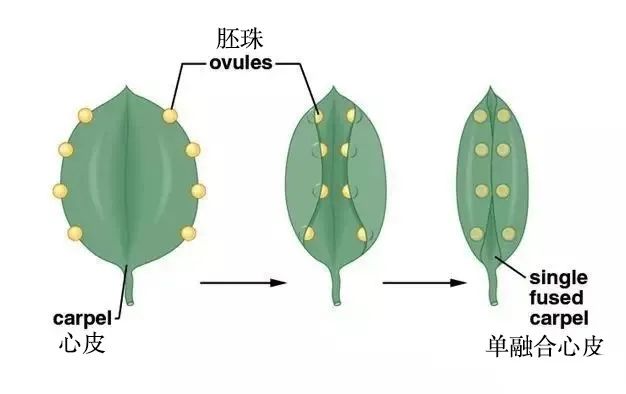 豌豆果实的结构示意图图片