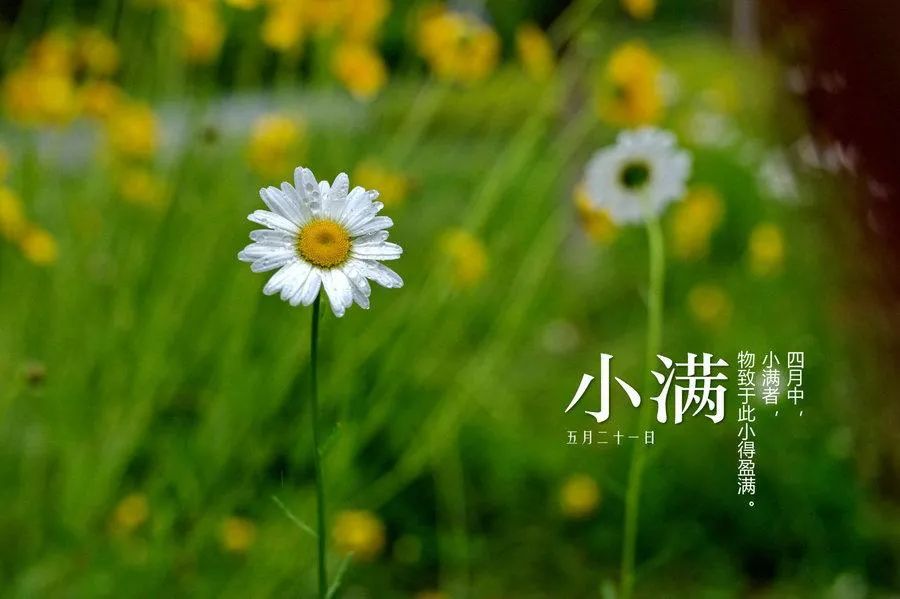 小满,二十四节气之八,夏季的第二个节气,在公历5月20日至5月22日交节.