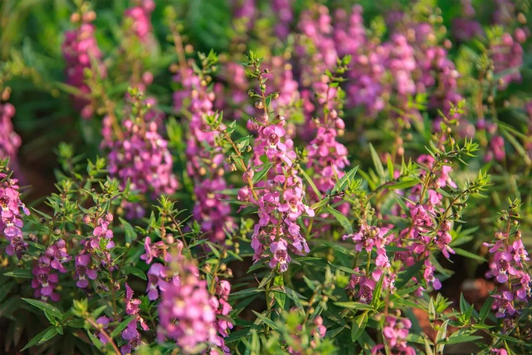 山岗上留有大片粗壮的柠檬桉树空气里弥漫着大自然的香气趁着周末时光