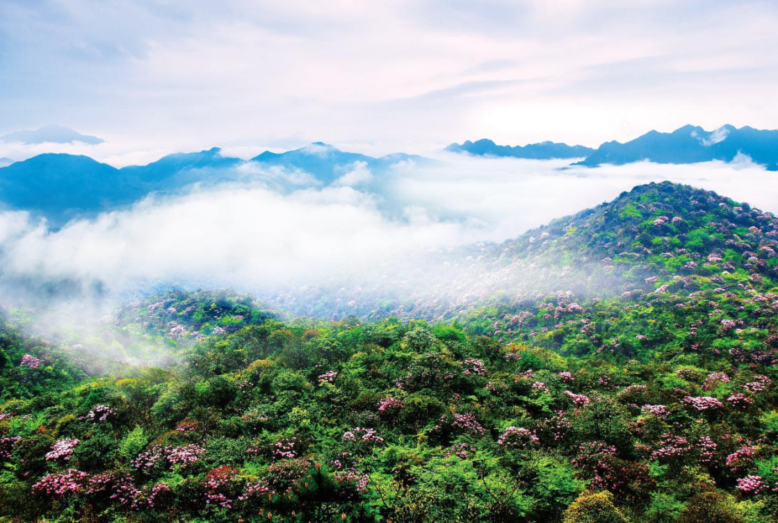 井冈山十里杜鹃