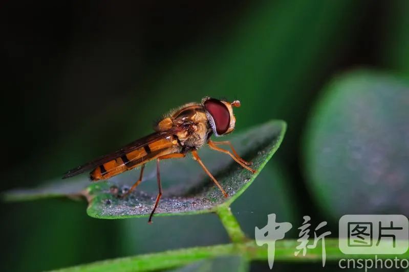 河北常见昆虫图片