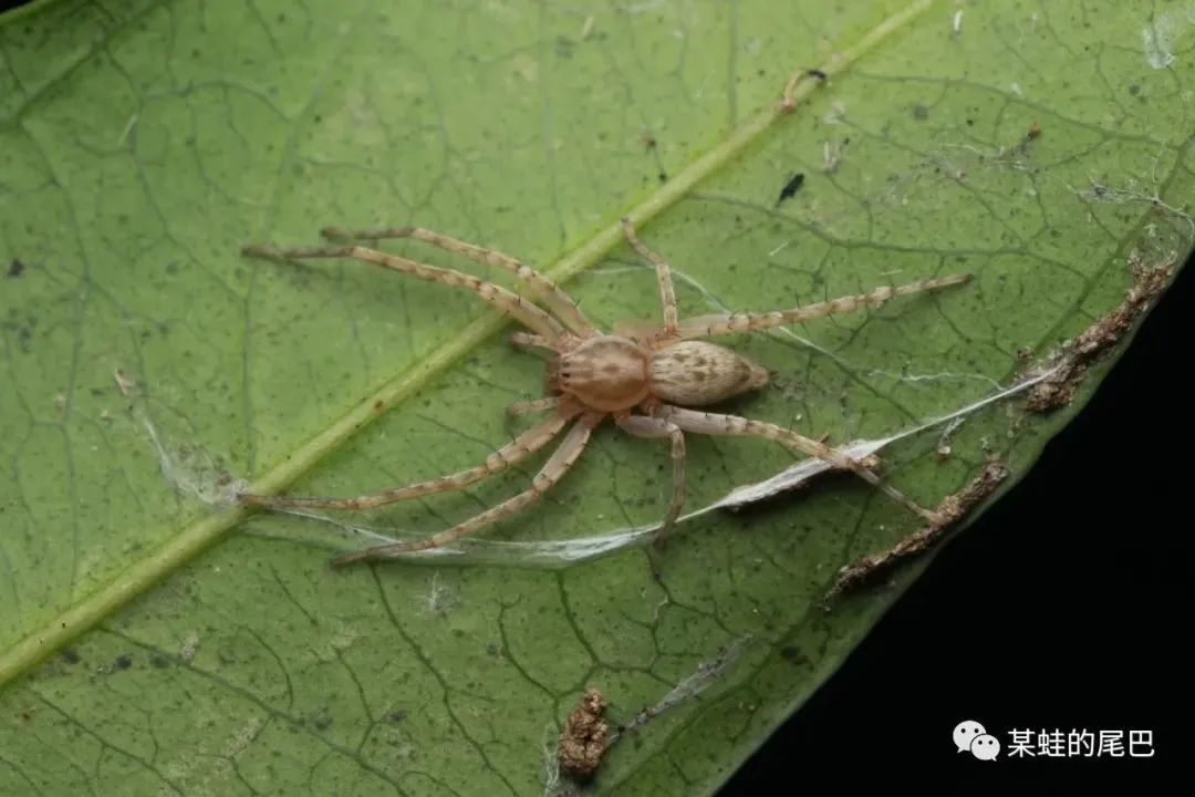 深圳近管蛛在叶子上的筑巢小时候的它会在两片叶子间或者同片叶子的弯