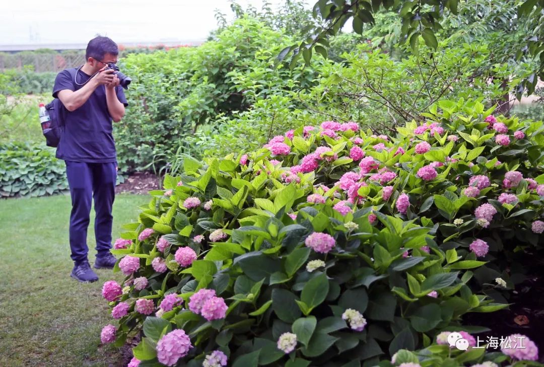 近日,上海辰山植物園內的繡球迎來了盛花期,150多個品種的2000